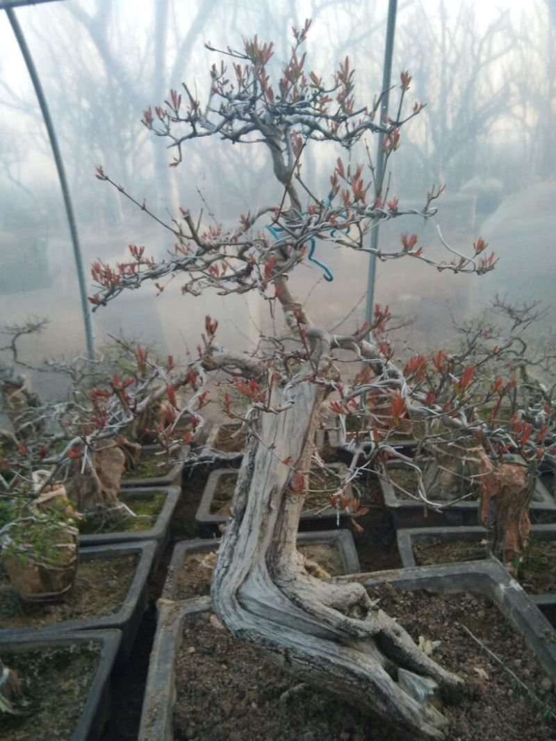 石榴盆景大小规格都有，真正的一手货源产地直销