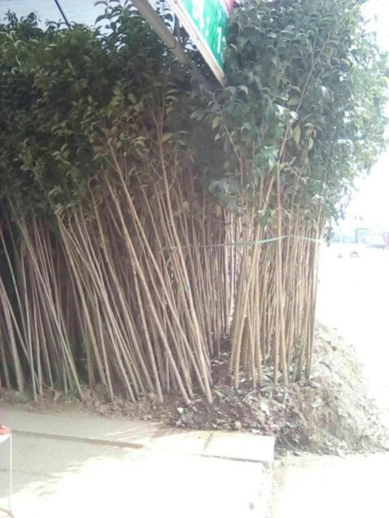 大叶女贞4cm以下
