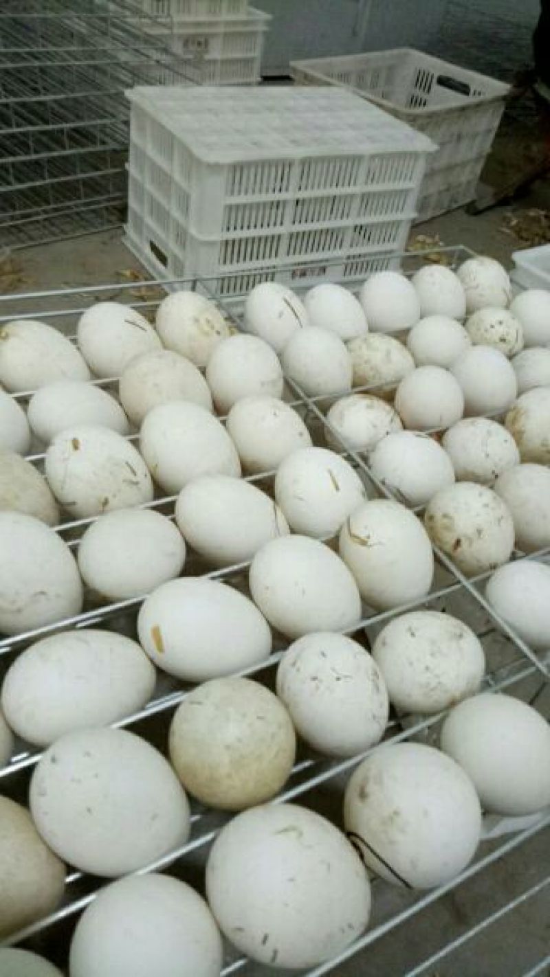 鹅苗250g以上