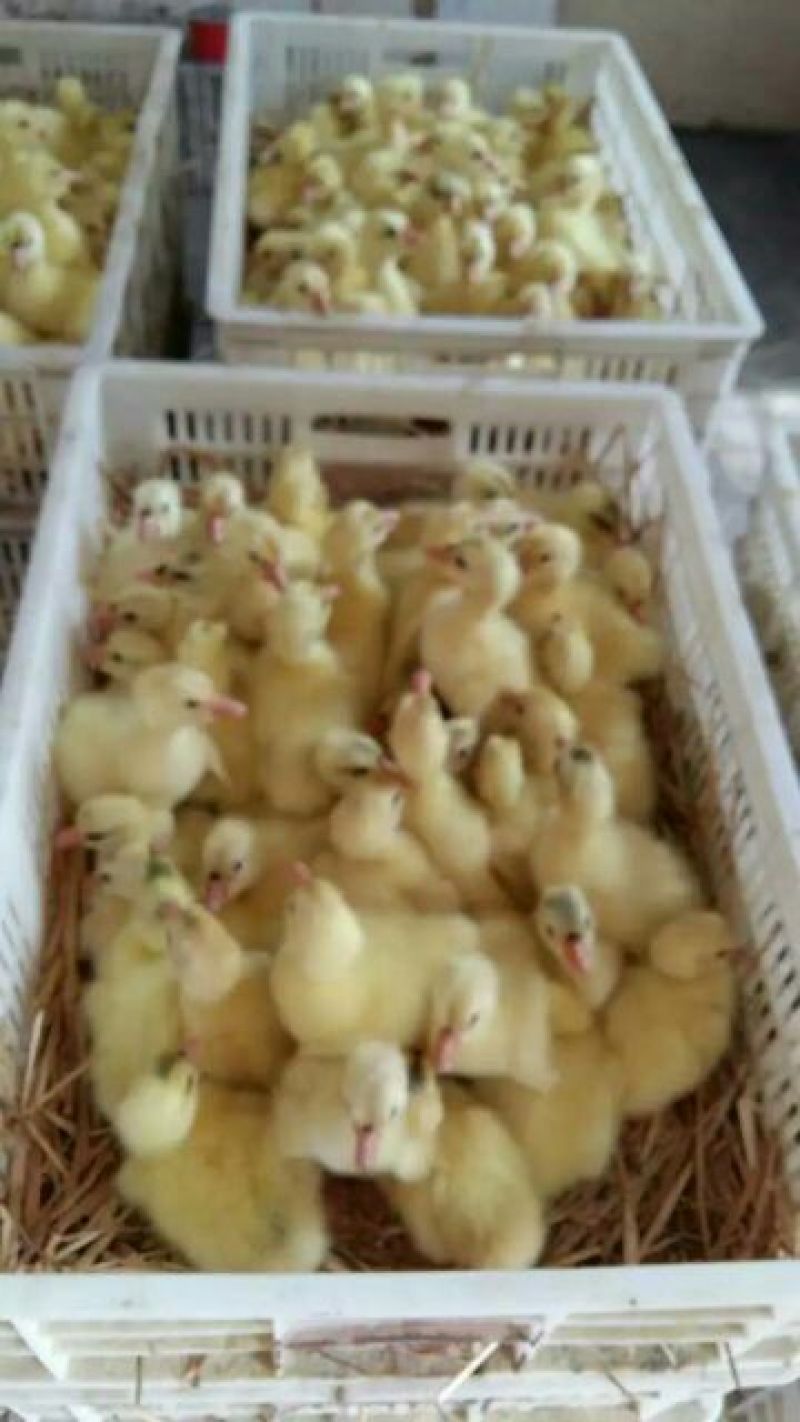 鹅苗250g以上