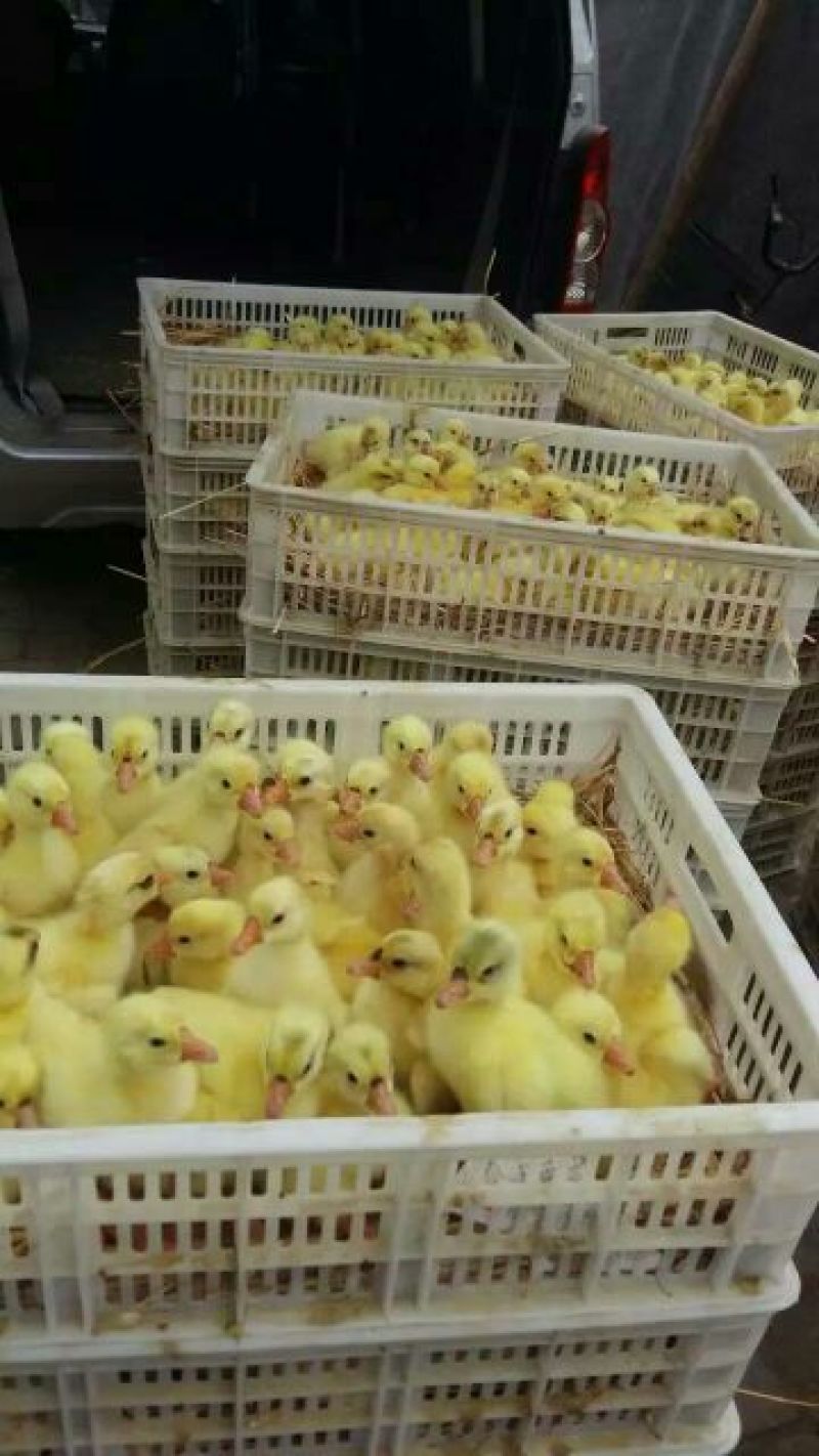 鹅苗250g以上