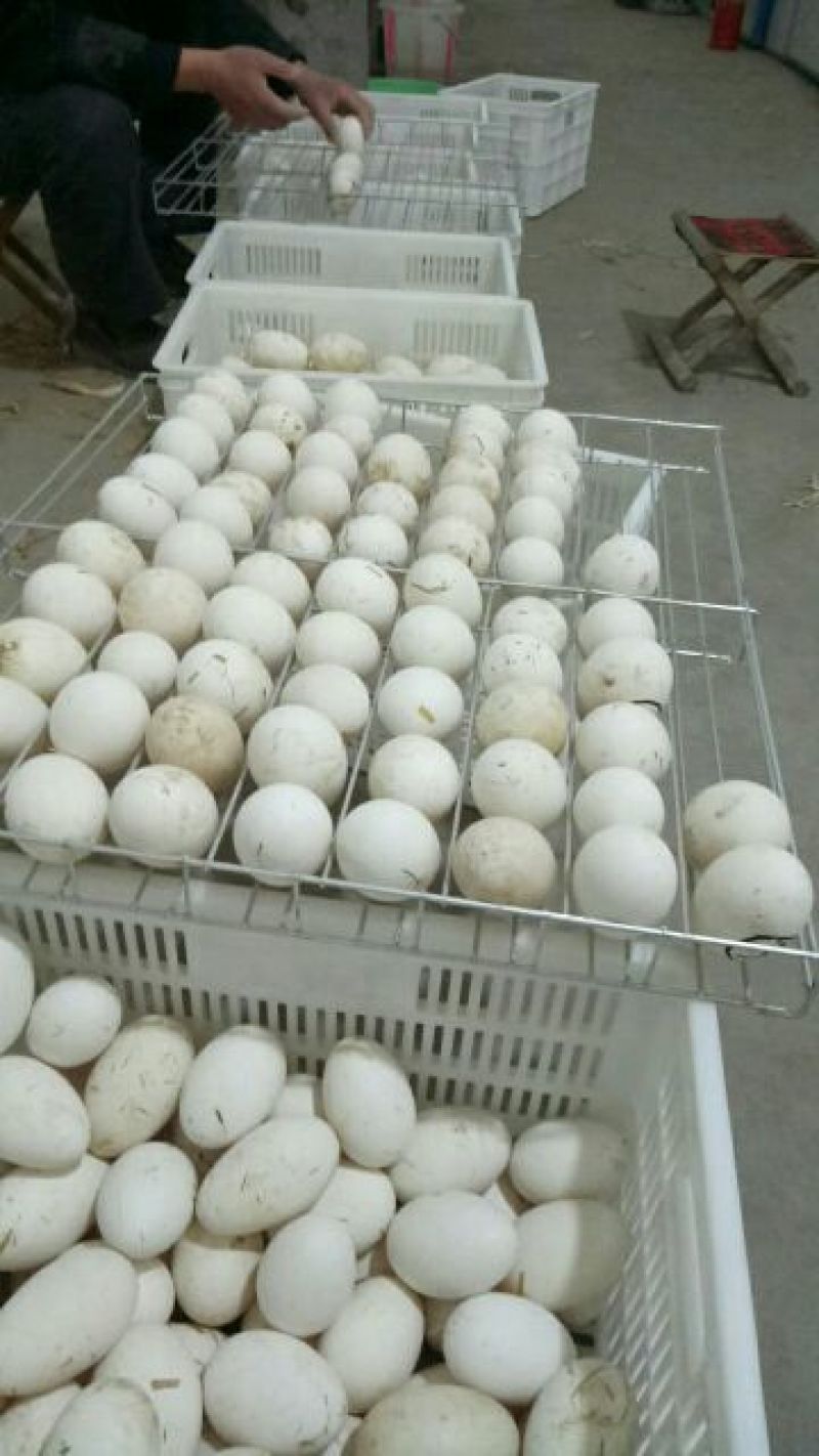 鹅苗250g以上
