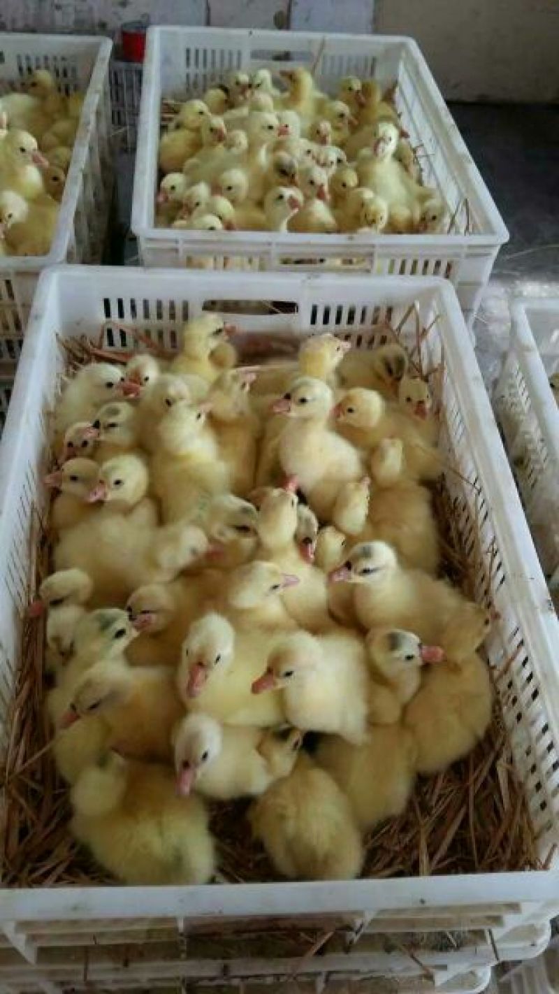 鹅苗250g以上