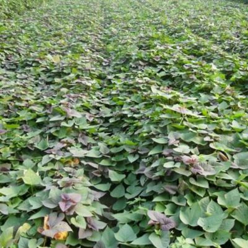 龙薯9号3两以上黄心常年大量供应，另有烟薯25，济薯