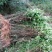花椒苗大红袍花椒苗小红袍花椒苗基地直供量大优惠
