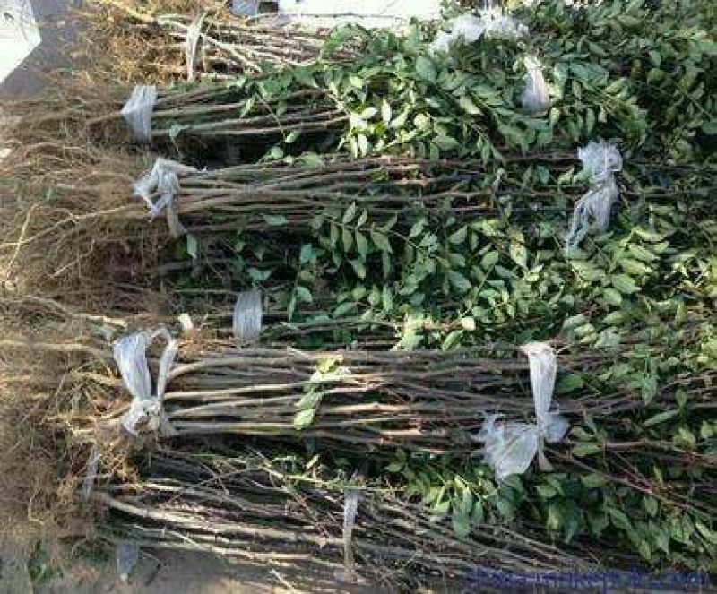花椒苗大红袍花椒苗小红袍花椒苗基地直供量大优惠