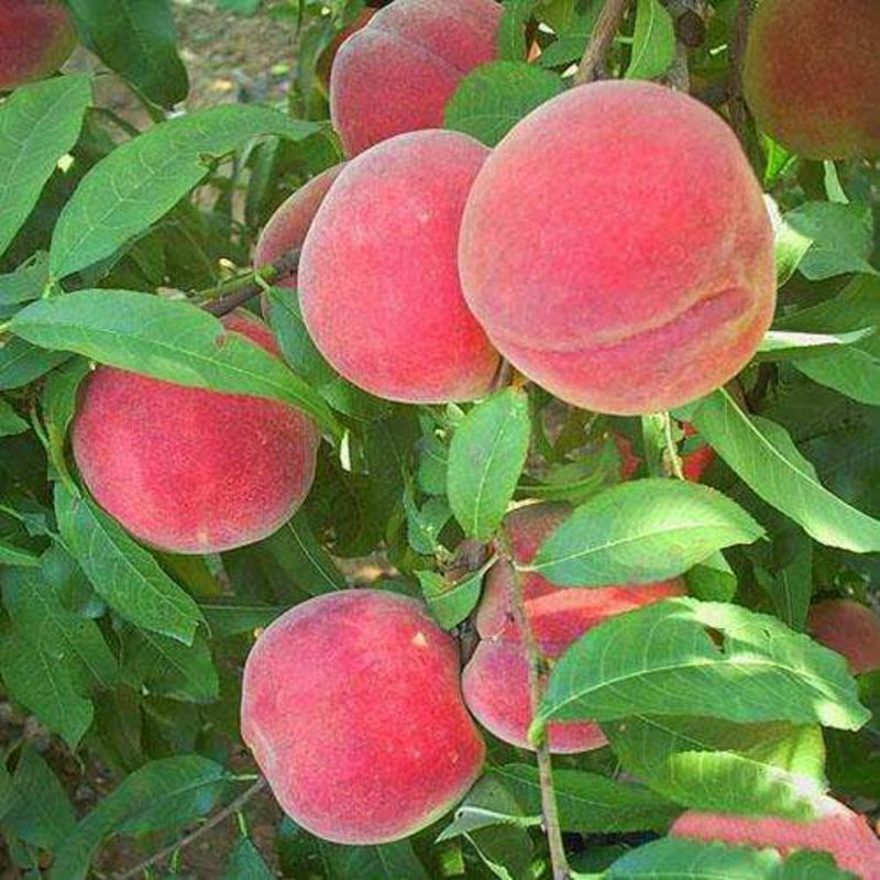 冬桃苗雪桃苗成熟最晚的桃树苗保证纯度提供种植技术