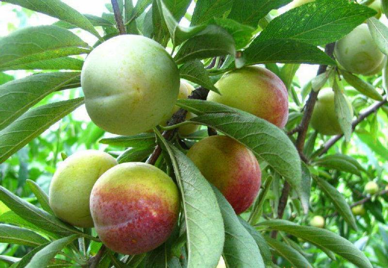 冬桃苗雪桃苗成熟最晚的桃树苗保证纯度提供种植技术