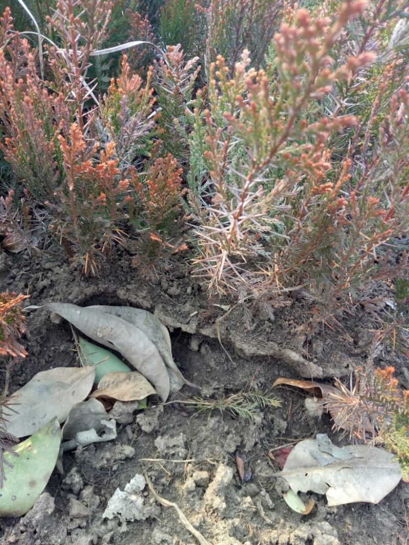 洒金柏苗10~20cm