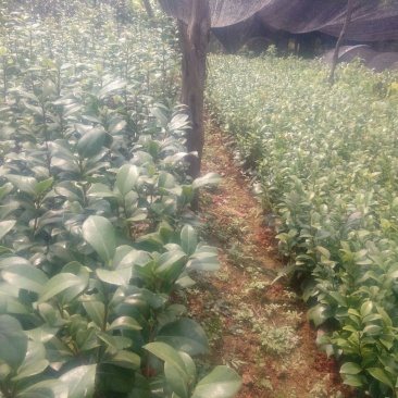 广西茶花苗红露贞赤丹占地茶花10~20cm高包邮