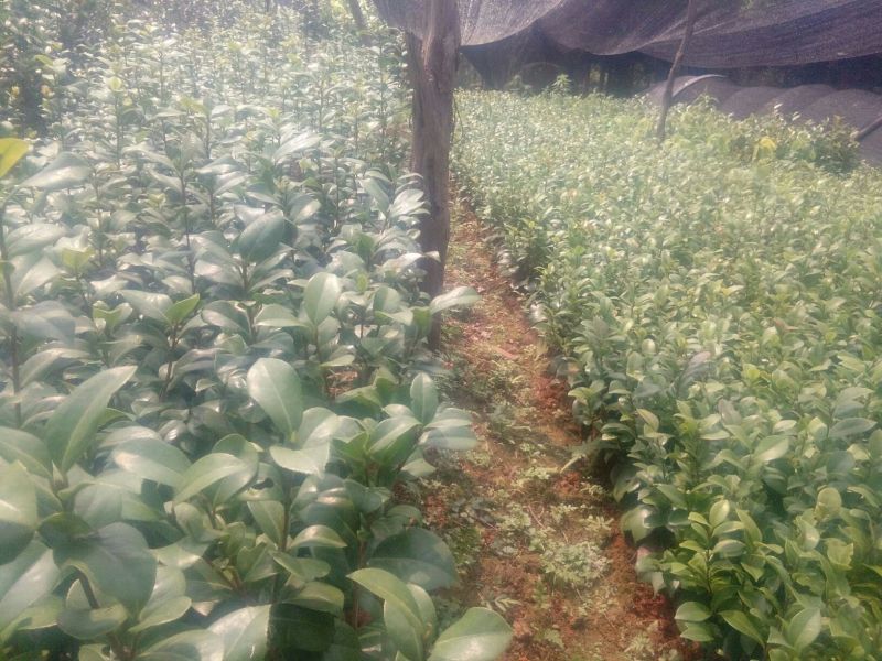 广西茶花苗红露贞赤丹占地茶花10~20cm高包邮