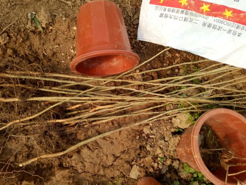 皂角树苗30~50cm皂角大小苗农户直销价格优惠