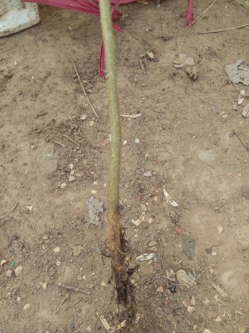 皂角树苗30~50cm皂角大小苗农户直销价格优惠