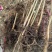 皂角树苗30~50cm皂角大小苗农户直销价格优惠
