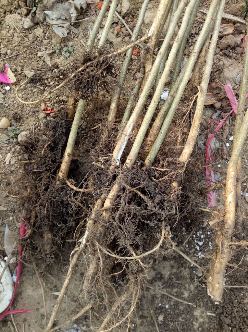皂角树苗30~50cm皂角大小苗农户直销价格优惠