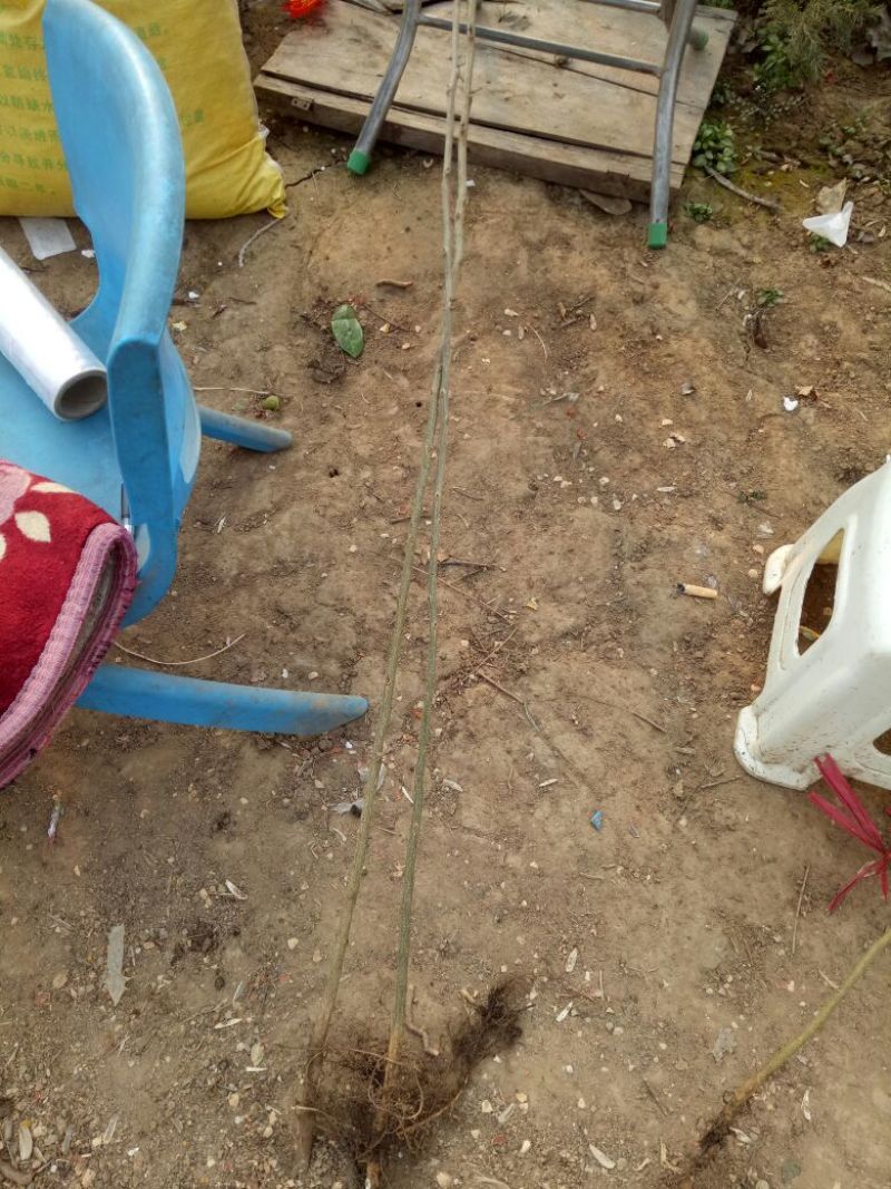 皂角树苗30~50cm皂角大小苗农户直销价格优惠