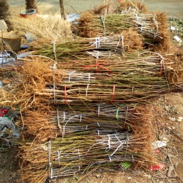 桃树苗80cm以上大小桃树占地苗农户直销价格优惠
