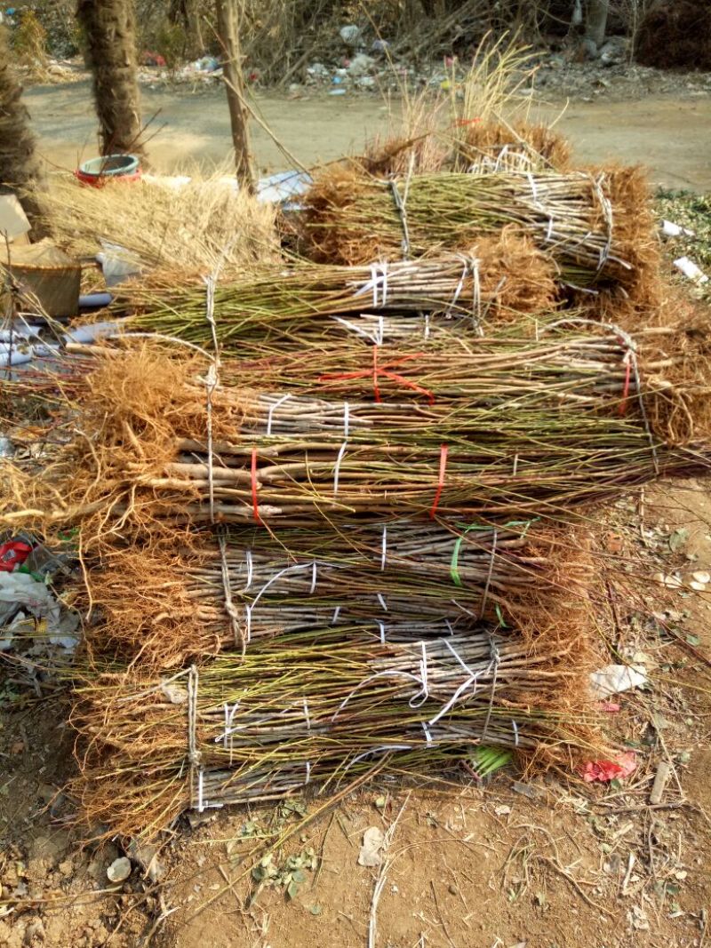 桃树苗80cm以上大小桃树占地苗农户直销价格优惠