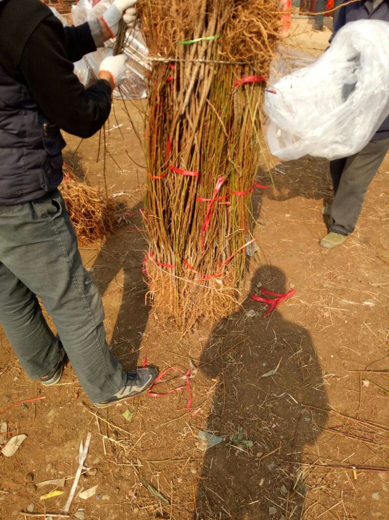 桃树苗80cm以上大小桃树占地苗农户直销价格优惠
