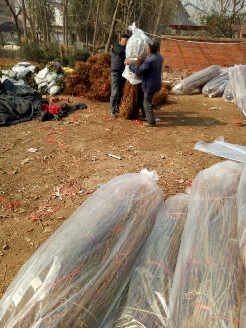 桃树苗80cm以上大小桃树占地苗农户直销价格优惠