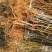 桃树苗80cm以上大小桃树占地苗农户直销价格优惠