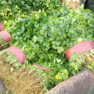 大叶香菜20~25厘米以上，一年四季蔬菜