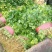 大叶香菜20~25厘米以上，一年四季蔬菜