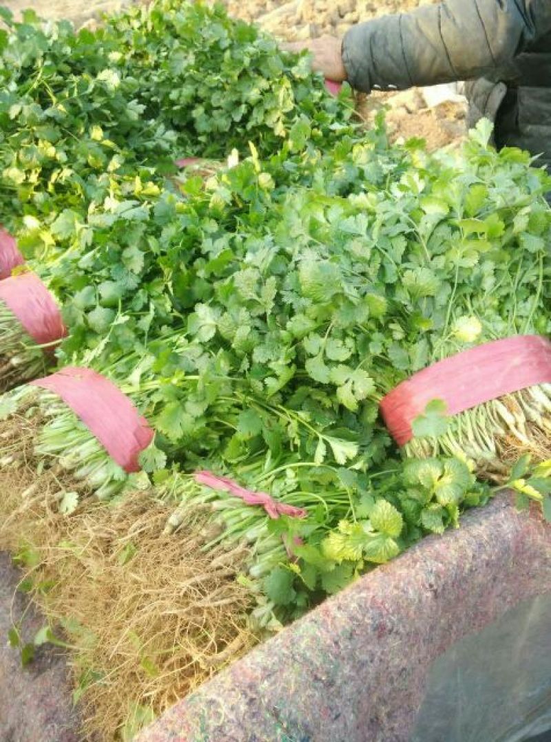 大叶香菜20~25厘米以上，一年四季蔬菜