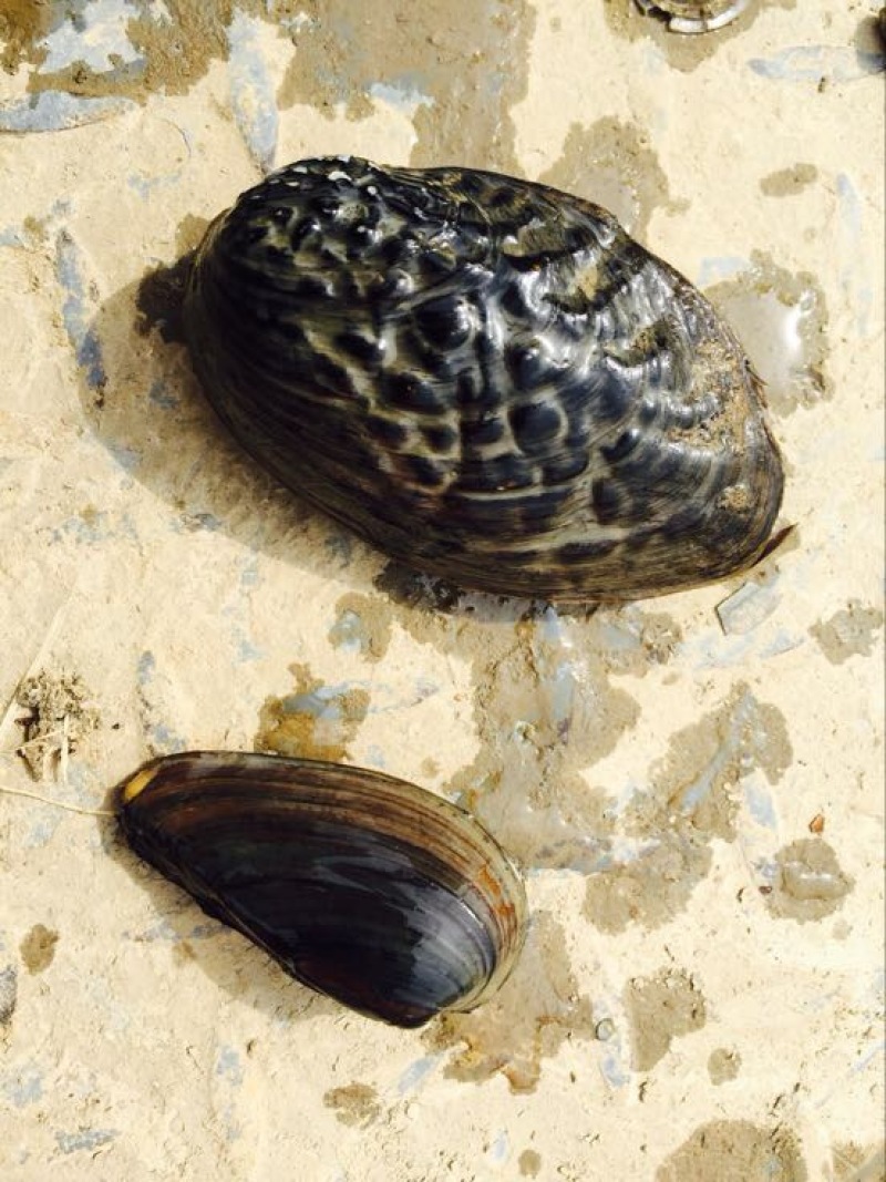 河蚌