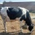 优质北京荷斯坦奶牛600~800kg