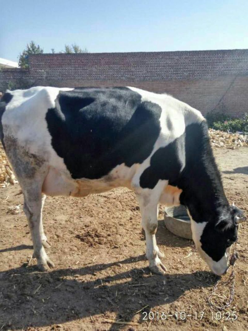 优质北京荷斯坦奶牛600~800kg