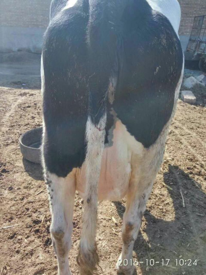 优质北京荷斯坦奶牛600~800kg