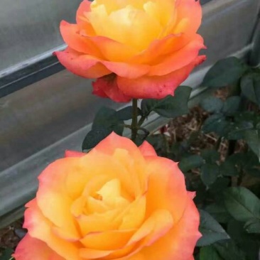月季苗10cm以下