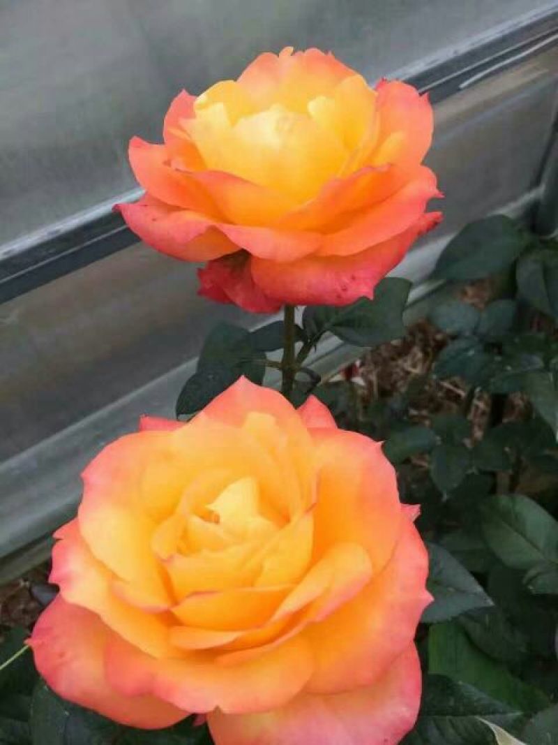 月季苗10cm以下