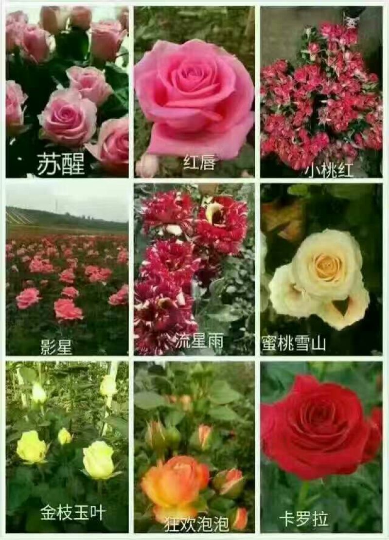 月季苗10cm以下