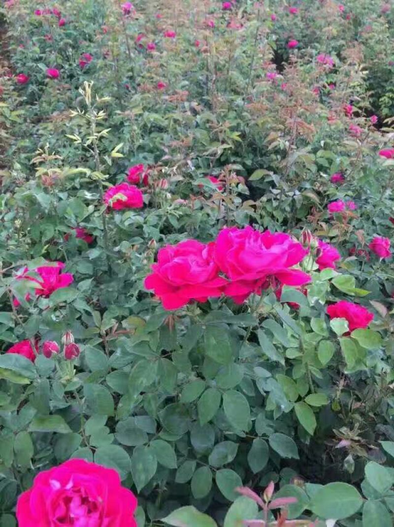 月季苗10cm以下