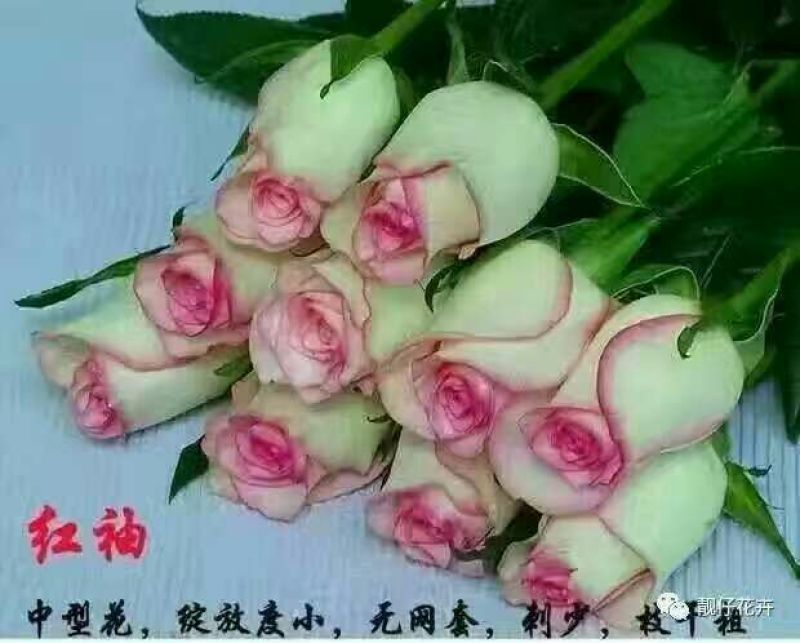 月季苗10cm以下