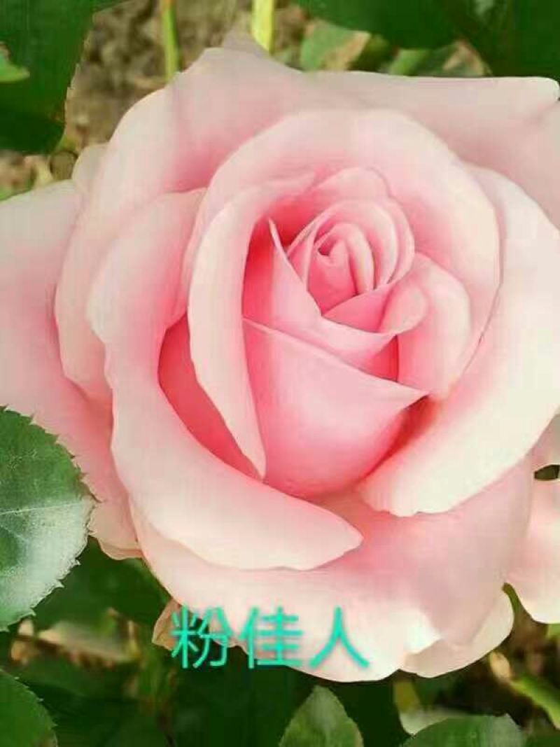 月季苗10cm以下