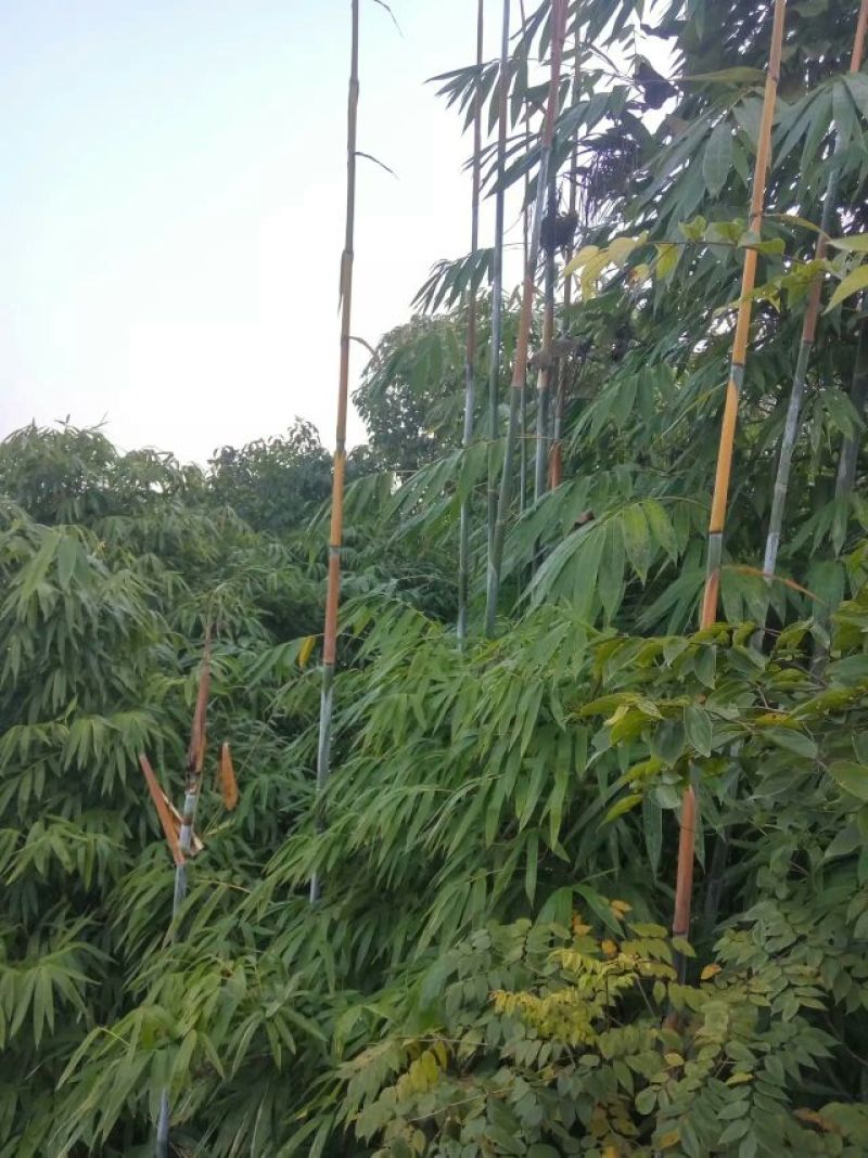 绿竹8~9m