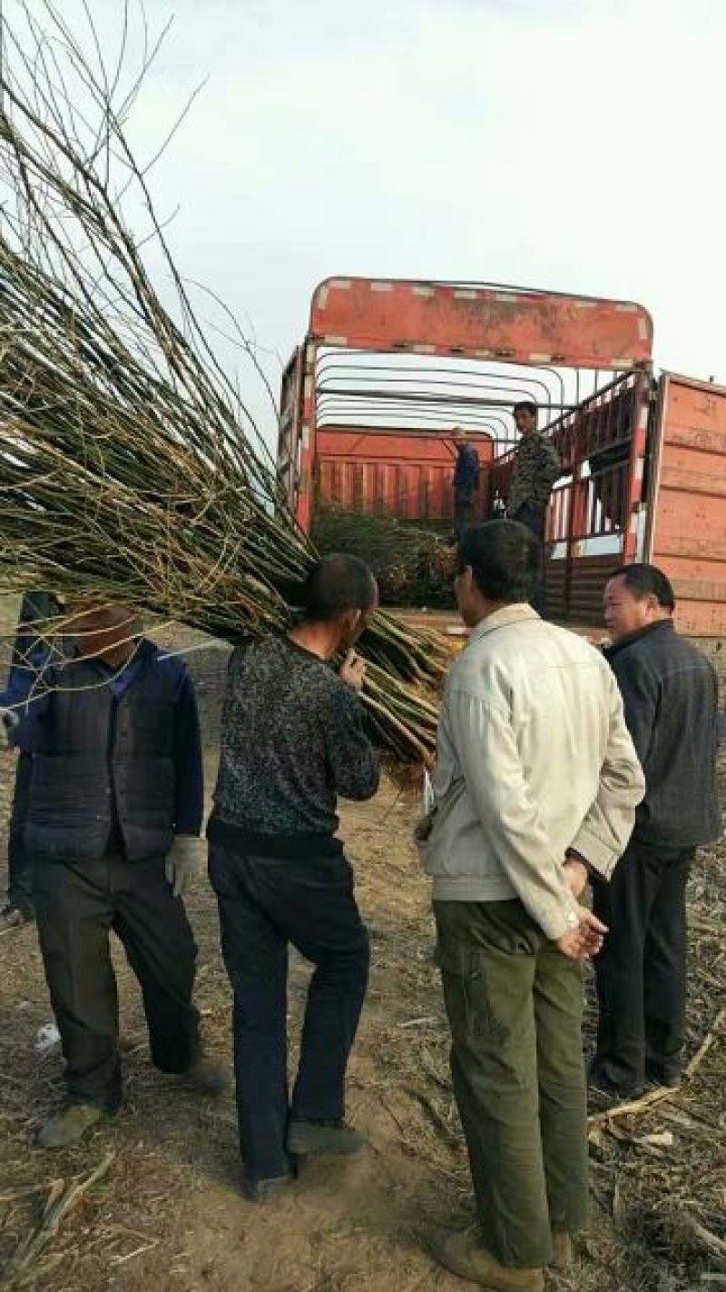 国槐苗