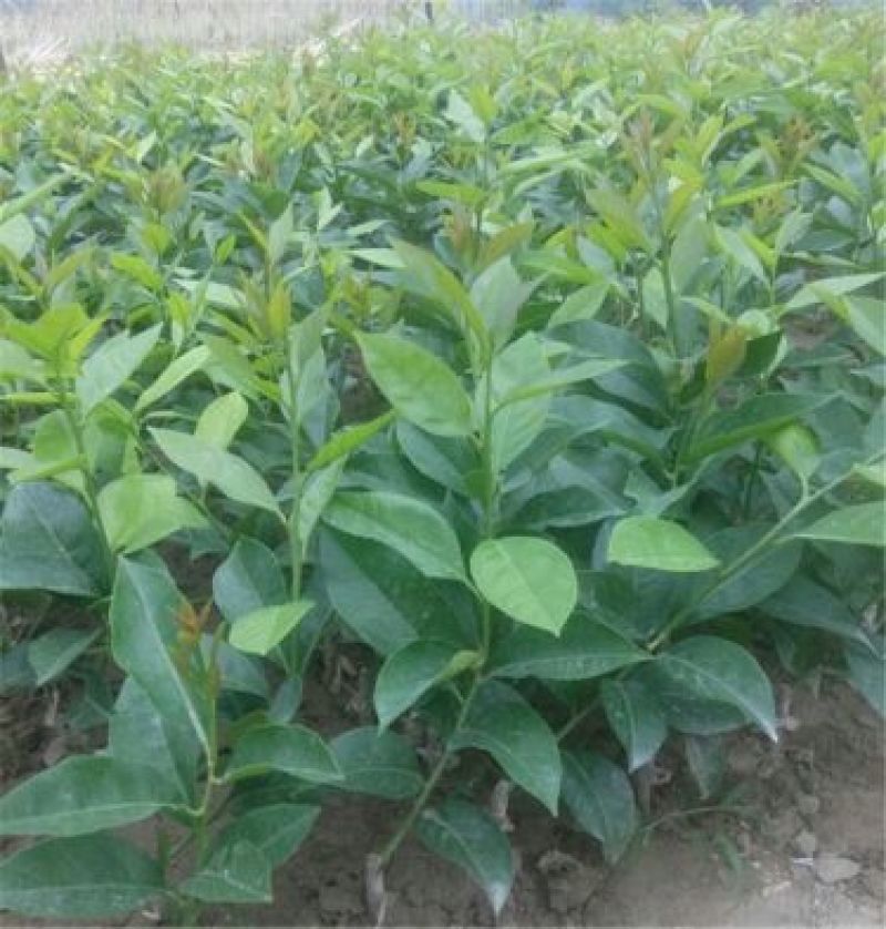 柠檬苗30~50cm