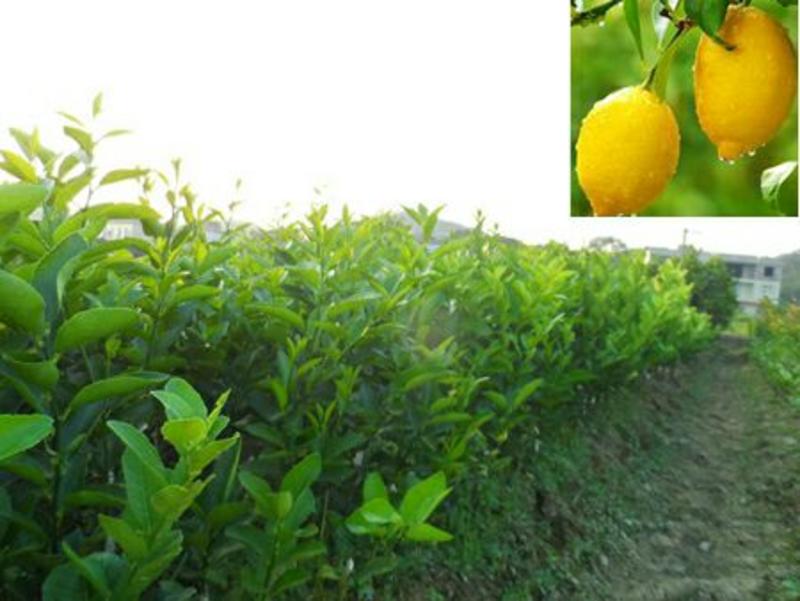 柠檬苗30~50cm