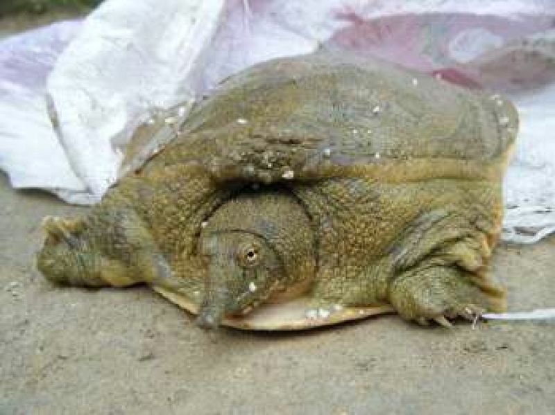 甲鱼苗食用