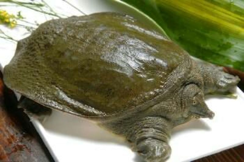 甲鱼苗食用