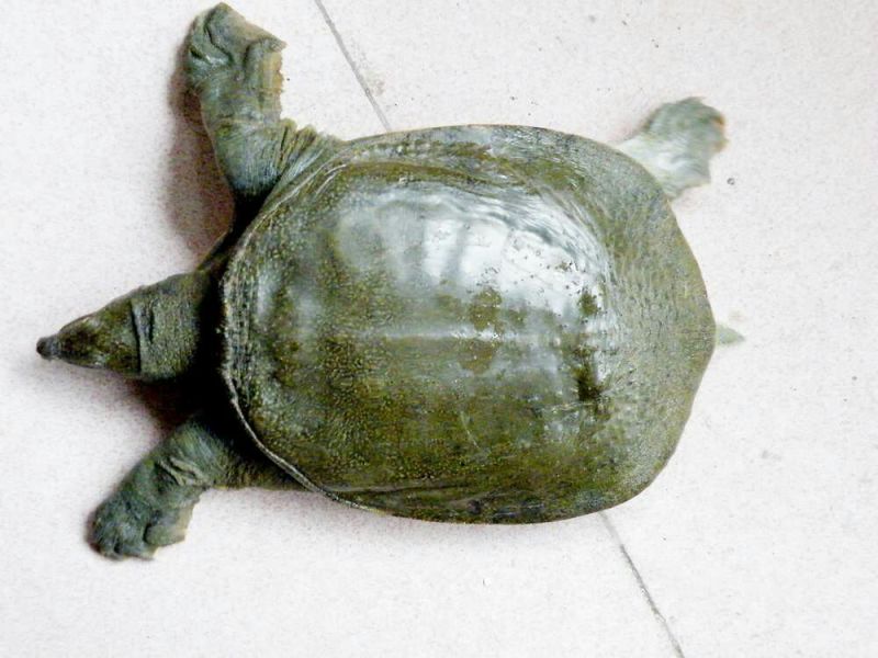 甲鱼苗食用