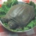 甲鱼苗食用