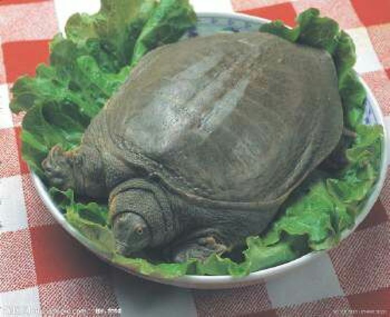 甲鱼苗食用