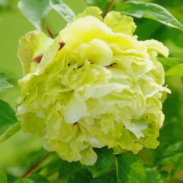 牡丹苗10~20cm