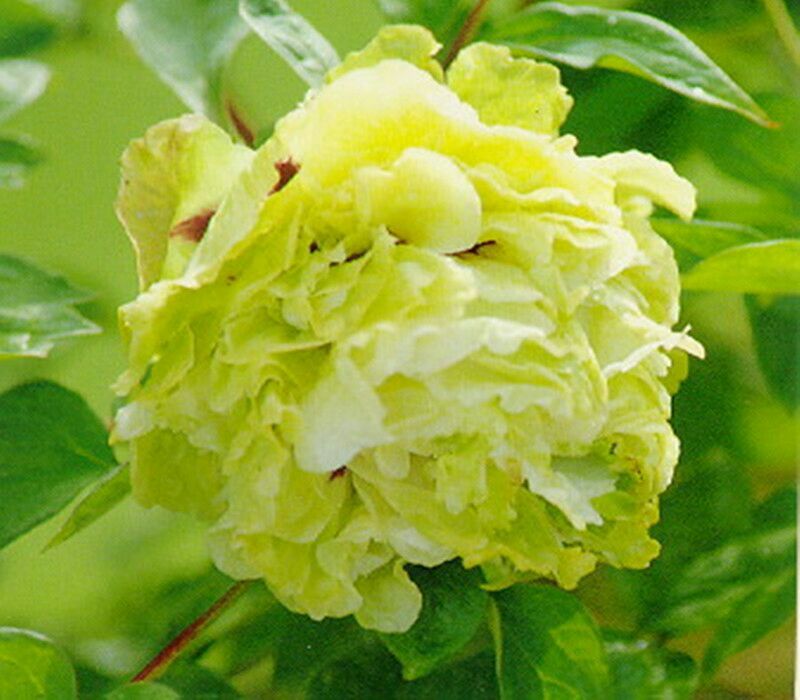 牡丹苗10~20cm
