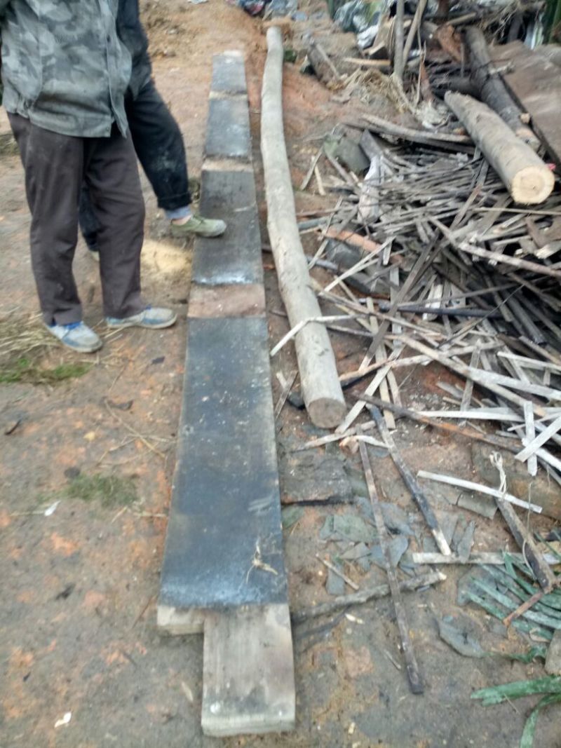 桢楠树30~50cm
